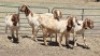 5X BOER GOAT DOE MADEVU FARMING