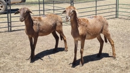 2X MEATMASTER EWE MADEVU FARMING
