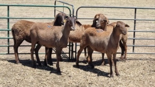 5X MEATMASTER EWE MADEVU FARMING
