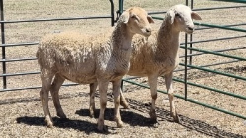 2X MEATMASTER EWE MADEVU FARMING
