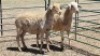 2X MEATMASTER EWE MADEVU FARMING
