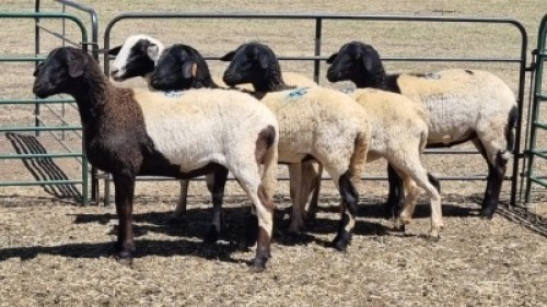 5X MEATMASTER EWE MADEVU FARMING