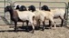 5X MEATMASTER EWE MADEVU FARMING