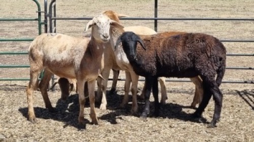 5X MEATMASTER EWE MADEVU FARMING