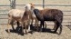 5X MEATMASTER EWE MADEVU FARMING