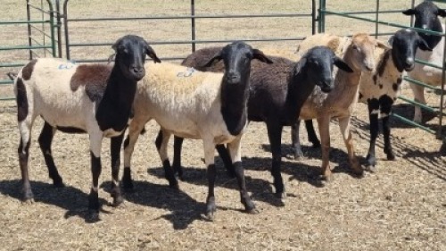 5X MEATMASTER EWE MADEVU FARMING