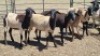 5X MEATMASTER EWE MADEVU FARMING