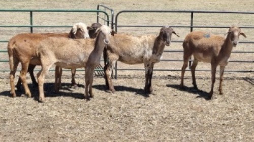 5X MEATMASTER EWE MADEVU FARMING