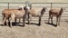 5X MEATMASTER EWE MADEVU FARMING