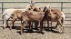 6X MEATMASTER EWE MADEVU FARMING