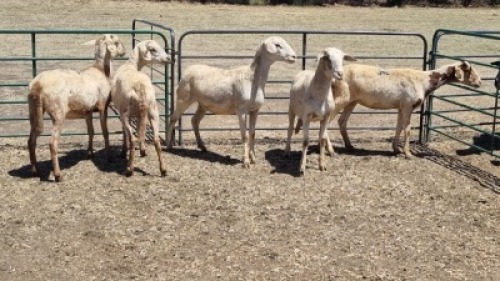 5X MEATMASTER EWE MADEVU FARMING