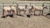 5X MEATMASTER EWE MADEVU FARMING