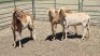 3X MEATMASTER EWE MADEVU FARMING