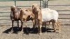 5X MEATMASTER-PEDI X EWE CHRISTA VISSER
