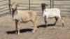 2X MEATMASTER-PEDI X EWE CHRISTA VISSER
