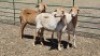3X MEATMASTER-PEDI X EWE CHRISTA VISSER