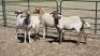 4X MEATMASTER-PEDI X EWE CHRISTA VISSER