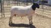 1X DORPER RAM DUPRE STOET