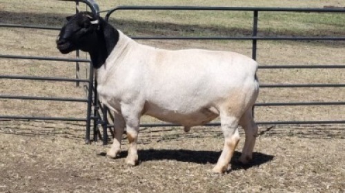 1X DORPER RAM DUPRE STOET