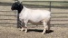1X DORPER RAM DUPRE STOET