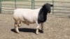 1X DORPER RAM DUPRE STOET