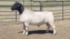 1X DORPER RAM DUPRE STOET