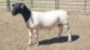 1X DORPER RAM DUPRE STOET