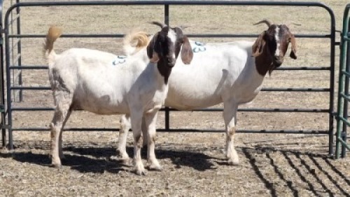 2X BOER GOAT DOE DUPRE STOET