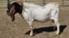 1X BOER GOAT BUCK DUPRE STOET