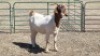 1X BOER GOAT DOE DUPRE STOET