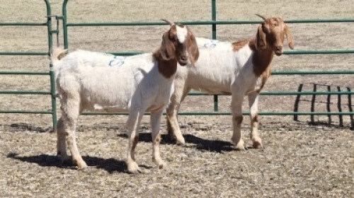 2X BOER GOAT DOE DUPRE STOET