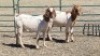 2X BOER GOAT DOE DUPRE STOET