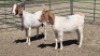 2X BOER GOAT DOE DUPRE STOET