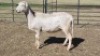 1X MEATMASTER EWE VREDENRUS BOERDERY