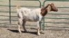 1X BOER GOAT DOE DUPRE STOET