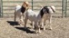 3X BOER GOAT DOE DUPRE STOET