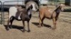 2X MEATMASTER EWE VREDENRUS BOERDERY