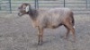 1X MEATMASTER EWE VREDENRUS BOERDERY