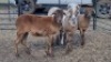 4X MEATMASTER EWE VREDENRUS BOERDERY