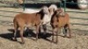 3X MEATMASTER EWE VREDENRUS BOERDERY