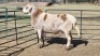 1X MEATMASTER RAM M VAN EMMENIS