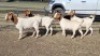 4X BOER GOAT DOE KEITH GOOSEN