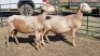 2X MEATMASTER EWE M VAN EMMENIS