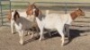 4X BOER GOAT DOE KEITH GOOSEN