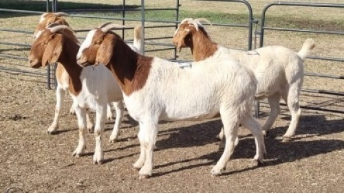 4X BOER GOAT DOE KEITH GOOSEN