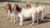 4X BOER GOAT DOE KEITH GOOSEN