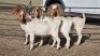 4X BOER GOAT DOE KEITH GOOSEN