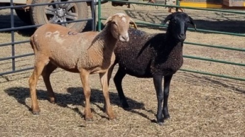 2X MEATMASTER EWE VREDENRUS BOERDERY