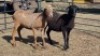 2X MEATMASTER EWE VREDENRUS BOERDERY