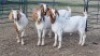 4X BOER GOAT DOE KEITH GOOSEN